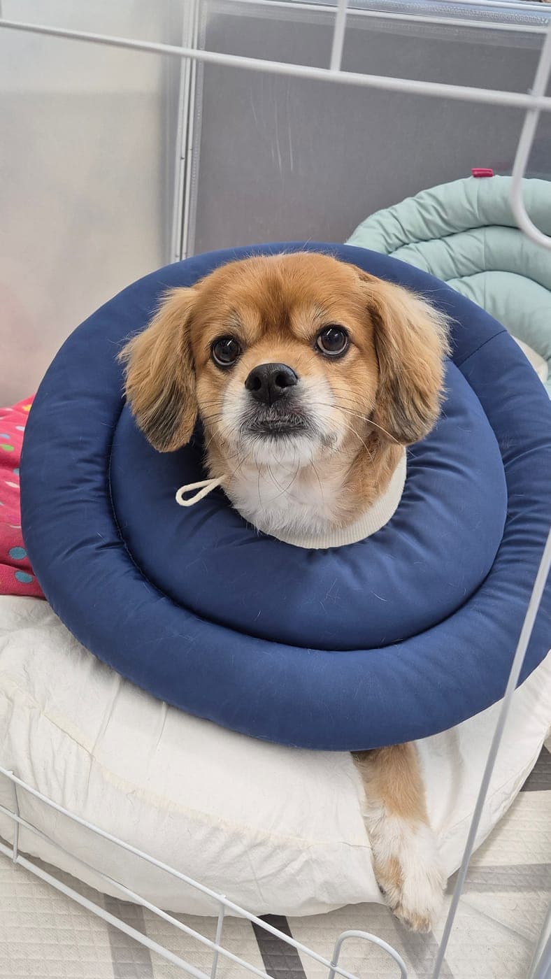 기계컷 후 넥카라를 하고 쉬는 소형견