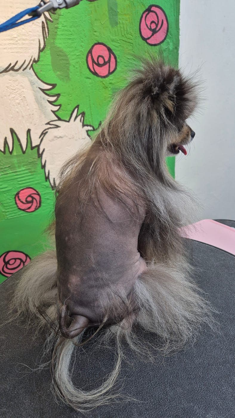 알로페시아(탈모) 피모 관리 중인 소형견