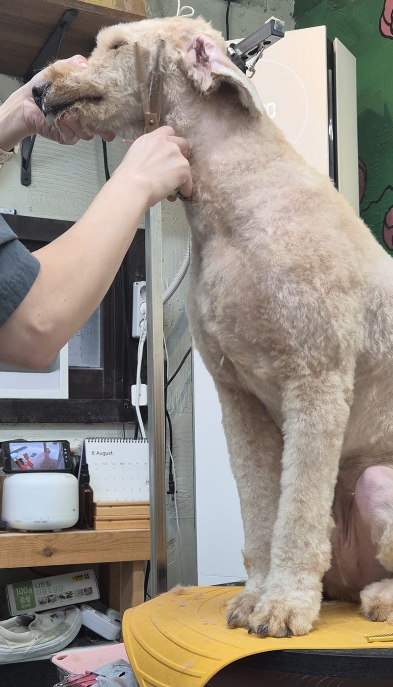 가위 미용을 받는 대형 두들