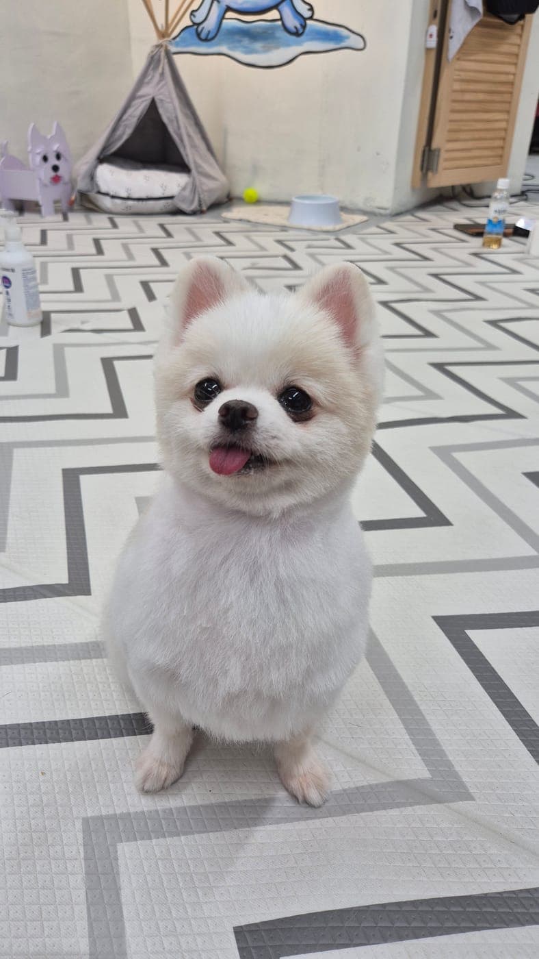 화이트 포메라니안 가위컷