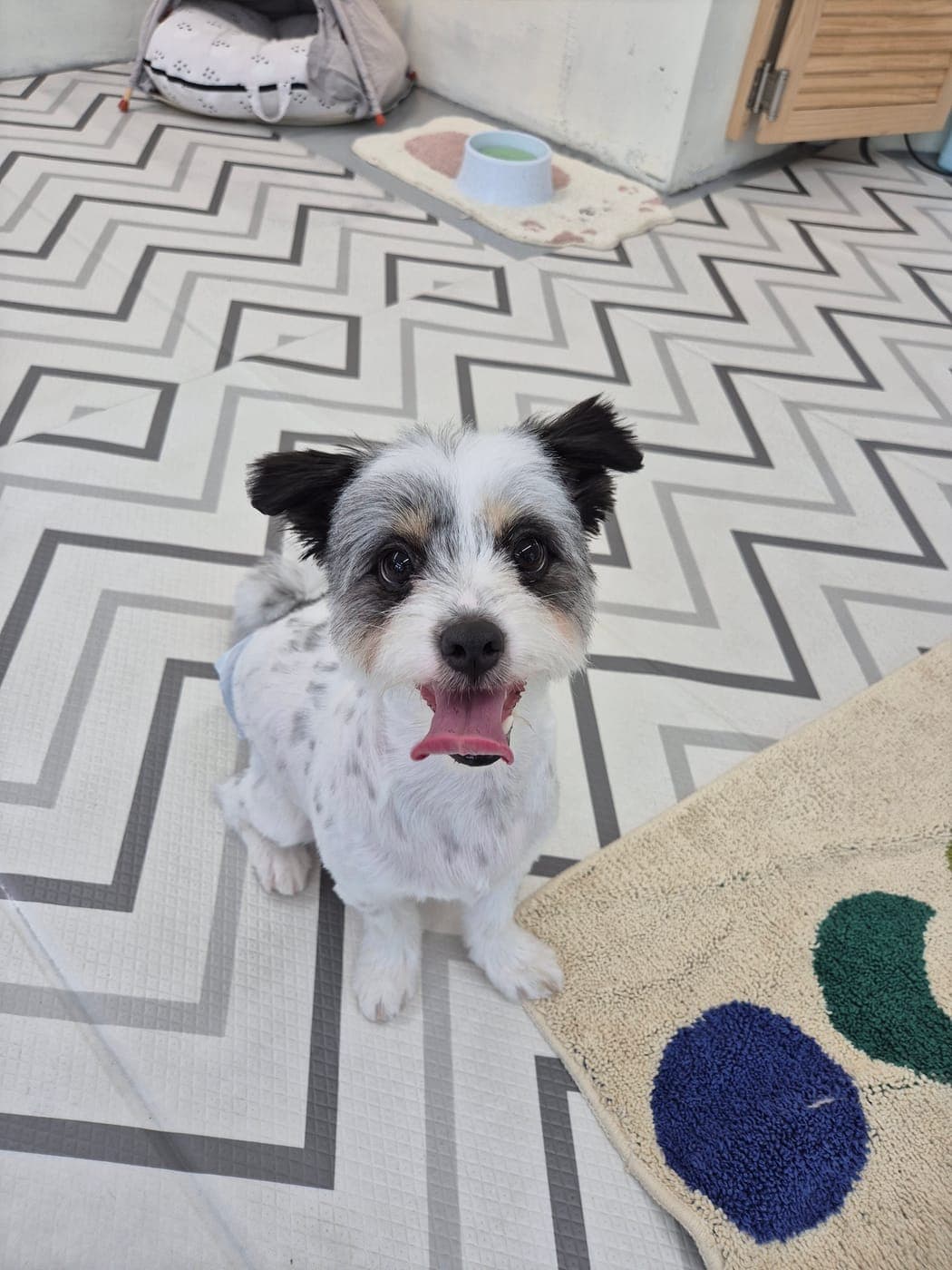 스포팅 미용을 마친 소형 믹스견